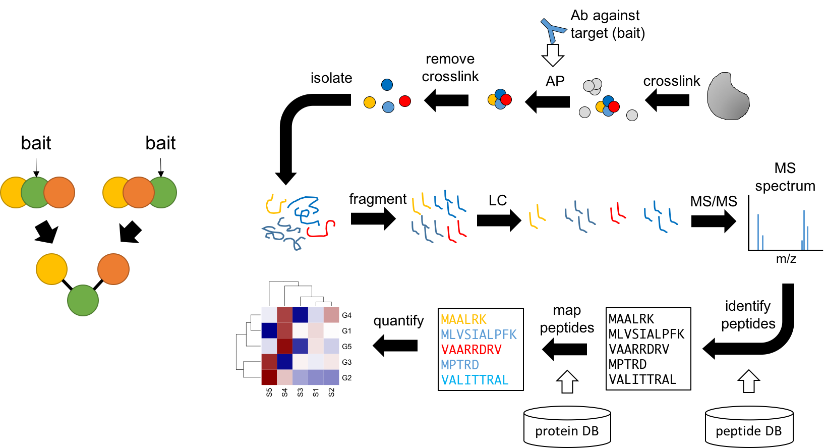 Workflow for AP-MS proteomics for identifying protein-protein interactions.