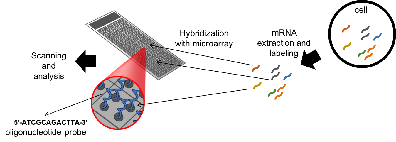 Microarrays are made of oligonucleotide probes attached to a solid surface.