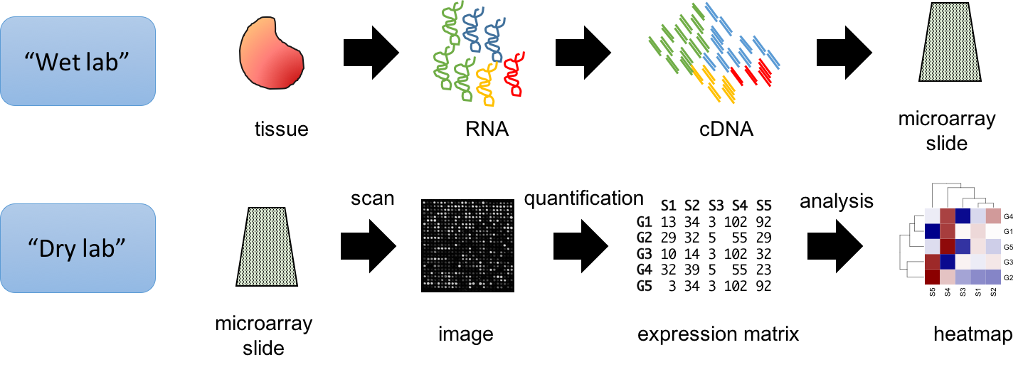 Summary of typical microarray workflow.