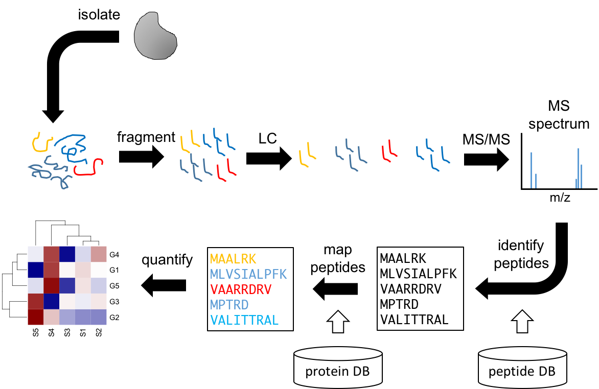 Workflow for MS proteomics.