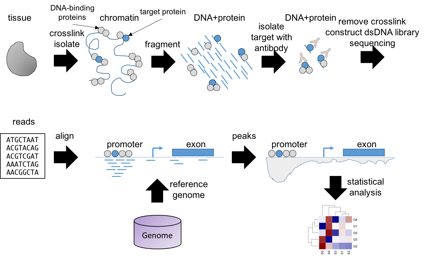 ChIP-seq workflow.