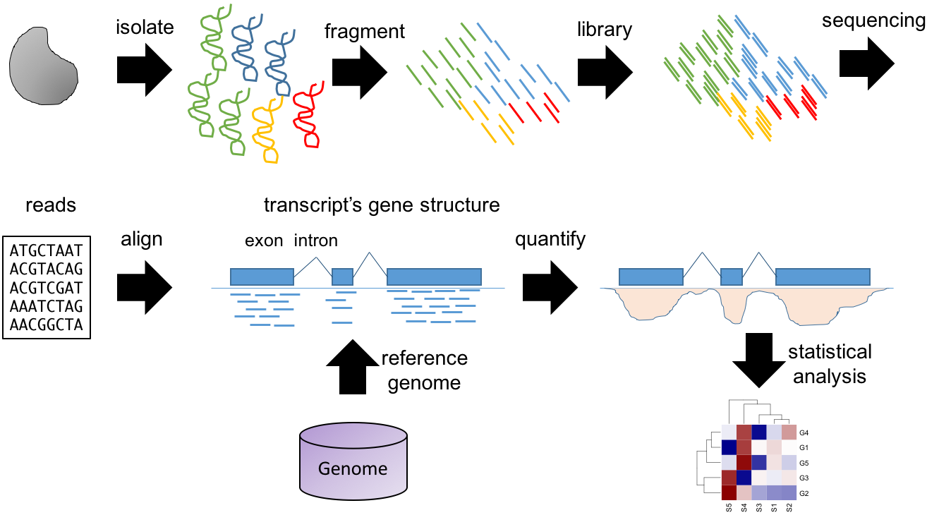 Summary of typical RNA-seq workflow.