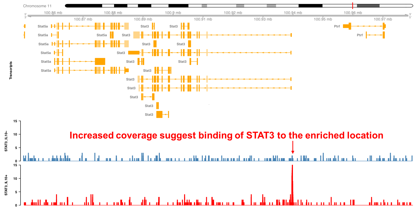 Stat3 binding profile around the Stat3 locus