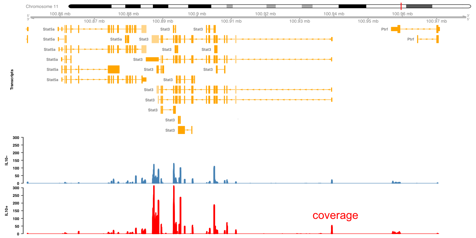 Expression of Stat3 in macrophages exposed to IL10.