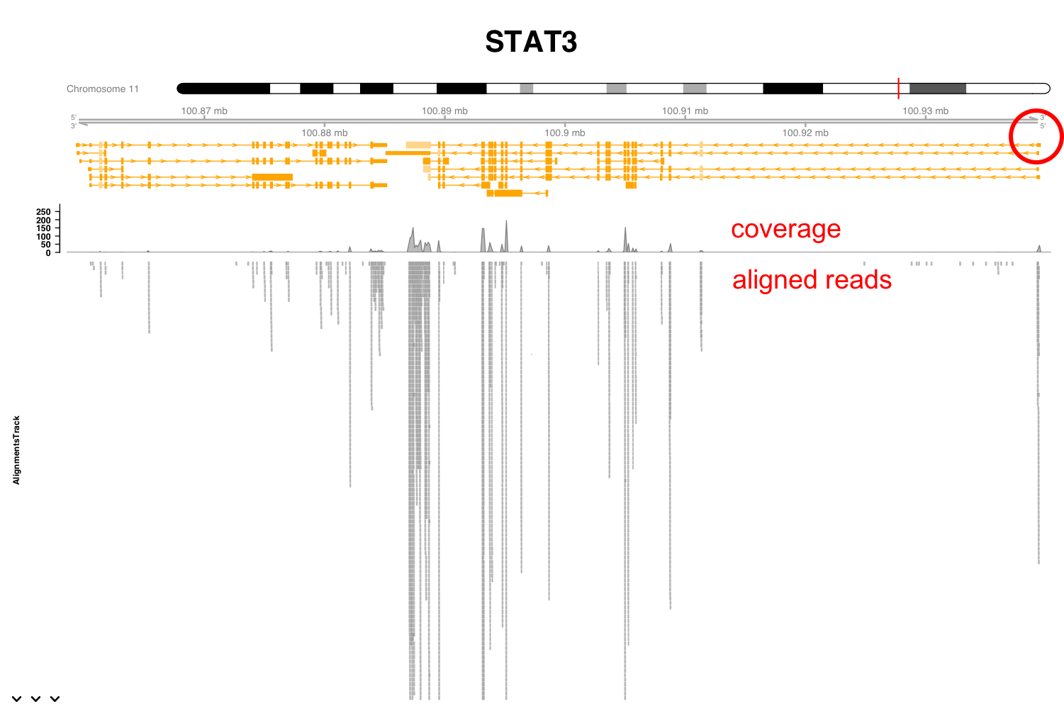 Expression of Stat3 in macrophages exposed to IL10.