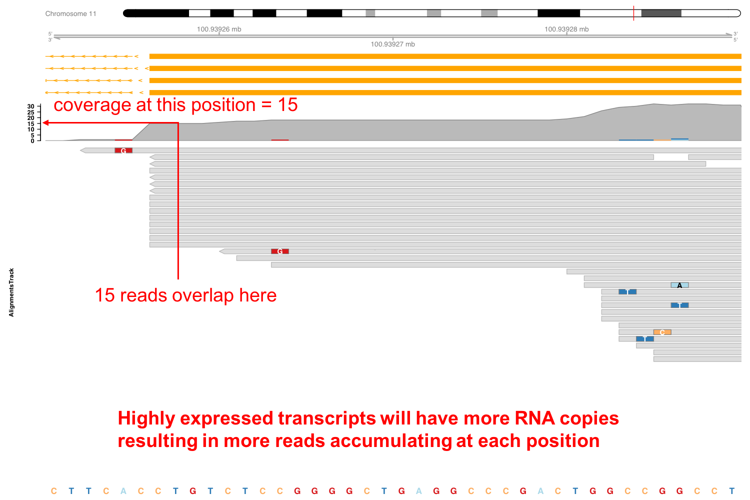 Expression of Stat3 in macrophages exposed to IL10.