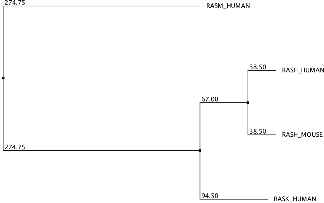 Phylogenetic tree of 4 RAS proteins.